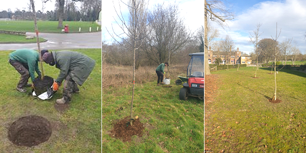 Trees being planted on Royal Russell School grounds